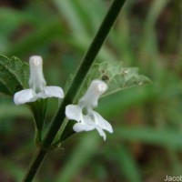 Leucas biflora (Vahl) Sm.